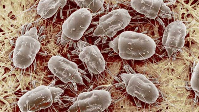 House-dust-mites